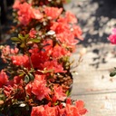 Rododendron | Azalka japonská &quot;Geisha Orange&quot; Latinský názov rhododendron