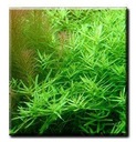 Rotala rotundifolia green [2 sadzonki] Kod producenta RotalaGreen1