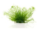 153. Myriophyllum sp. Guyana porcja in vitro 10szt Wysokość maksymalna 20 cm