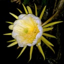 KAKTUS ŽLTÝ PITAJA DRAČIE OVOCIE HYLOCEREUS 3 NASIO Farba kvetu biela