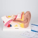 TickiT: anatomický model ucho Human Ear Typ slnečná sústava, planéty