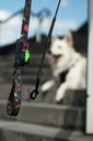 postroj pre psa Pes Prechádzka Nastaviteľné GUARD M 20 mm ZELENÁ LIST uKory Farba odtiene červenej odtiene zelenej viacfarebná