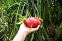 Набор для выращивания семян PITHYYA DRAGON FRUIT