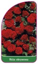 Почвопокровная роза 306 этикетки для питомника