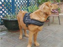 Silný postroj pro psa XXL 90-120cm Senior Dog černý Maximálny obvod hrudníka 120 cm