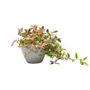 Osłonka Ceramiczna Łódka