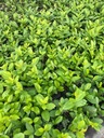 laurowisnia caucasica piekna tania!!! sadzonka w doniczce P9 Roślina w postaci inna