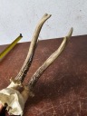 Трофеї Poroże Z Czaszką 25Cm