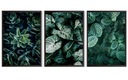КАРТИНЫ ПОСТЕРЫ НАБОР 3 ШТ. А4 РАСТЕНИЯ ЛИСТЬЯ