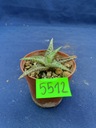 Aloe hybrid 5512p - PS1607S Druh rastliny sukulenty