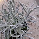 Декоративная рассада Helichrysum Stoechas для сада Рассада в горшке