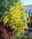 ZLATOKAP WATERERA (LABURNUM WATERERI) - 5 SEMIEN Odroda Złotokap Waterera (Laburnum Watereri)