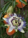 MUČENKA MODRÁ (PASSIFLORA CAERULEA) 8 SEMIEN Odroda Męczennica błękitna (Passiflora caerulea)