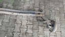 NISSAN JUKE II F16 БАЛКА ПІДВІСКИ ЗАДНЯ OS ЗАД 1.0 2020R  (18155215368) фото min 14