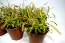 SUNDER var., DROSERA CAPENSIS RARITY