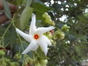 Semená nočného jazmínu Nyctanthes arbor-tristis Nočný jazmínový strom Kód výrobcu INSSEED0035