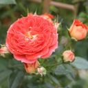 Popínavá ruža STARLET CARMEN Oranžovo Žltý KVETINÁČ C5