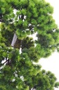 большое дерево ЛИСТВЕННИЦА БОНСАЙ 48х35, как настоящая лиственница, черная керамика
