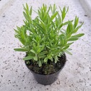 Лаванда Lavandula Многолетнее многолетнее растение на рассаду для сада