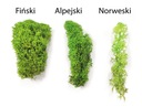 50g MECH CHROBOTKA sobov zelená Nórska Výška produktu 8 cm