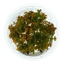 Ludwigia Guinea (senegalensis) rośliny in vitro kubek 10cm