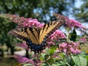 Budleja Dávida Motýlie Krík - Wabi Motýle Buddleja Dávida semená 100 ks Charakteristické vlastnosti náročné na slnko čistenie vzduchu nenáročné na starostlivosť vhodné pre domáce zvieratá zriedkavé