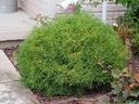 THUJA MR BOWLING BALL ПОсев THUJA THRUB BALL