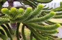 Araukaria Čilská Opica Strom (Araucaria Araucana) semená 1 ks Druh Okrasný strom