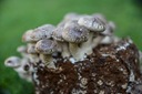 SHIITAKE - grzybnia 3kg uprawa w domu Marka Planto