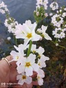 Okrężnica Bagienna oczko biały kwiat Hottonia