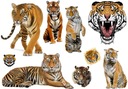 Татуировки Для Детей Тигры Тигр Животные
