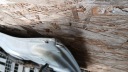 CAPOT AVANT AVANT RENAULT MEGANE II 1.5 DCI 04Rphoto 9