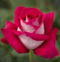 Róża wielkokwiatowa - Różowo-biała DUŻE KWIATY DONICZKA 4 LITRY
