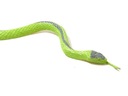 Zvieratá hady Certifikáty, posudky, schválenia CE