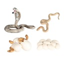 Модель роста Дошкольная биология