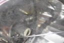 PROJECTEUR DROIT PHARE AVANT EUROPE 9641615680 PEUGEOT 307 SW 01-05photo 14