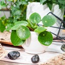 Pilea peperomioides - roślina PIENIĄŻEK rozmiar S, idealna do domu