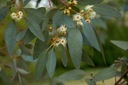 Eukalyptus modrý (Eucalyptus Gunni) Semená Latinský názov eucalyptus