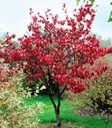 DRIEŇ JEDLÝ (CORNUS MAS) NA TINKTÚRY 20 SEMIEN EAN (GTIN) 5903940621852