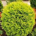 ТУЯ DANICA AUREA THUJA OCCIDENTALIS ПОСЕВ P9