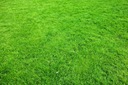 Trawa BARENBRUG Trawnik Polski UNIVERSAL Uniwersalna 15kg 100% ORYGINAŁ Waga trawy 15 kg