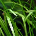 ECO PLANT - ECHINODORUS TELENLLUS - INVITRO MALÝ K Druh stredne vysoké rastliny
