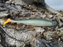 SEWRO CUSTOM UKLEJA zielona 16cm kopyto