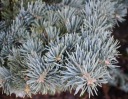 ЕЛЬ ОДНОЦВЕТНАЯ СЕРЕБРИСТАЯ K ABIES CONCOLOR GLAU