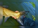 Підтримує Mistrall Підтримка 51Cm
