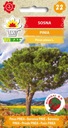 Borovica pínia Jednodomé ihličnaté drevo semená Stav balenia originálne