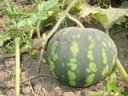 Sladký a šťavnatý MELÓN semená na pestovanie v Poľsku Rosario BIONASENÁ Hmotnosť 0.5 g