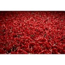 КОМБИНАЦИЯ ДЛЯ РЫБАЛКИ НА ЖИВОЙ КРЮЧОК 50Г