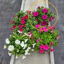 Петуния гибрида фиолетовая, подвесной горшок для балкона, цветущие цветы для сада