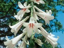 LILIA HIMALAJSKA (CARDIOCRINUM GIGANTEUM) | 1 SZT.